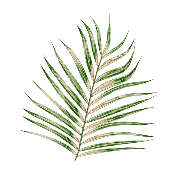 Beyaz arkaplanda izole edilmiş yeşil palmiye yaprakları