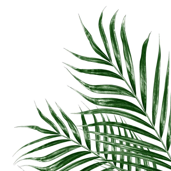 Beyaz arkaplanda izole edilmiş yeşil palmiye yaprakları
