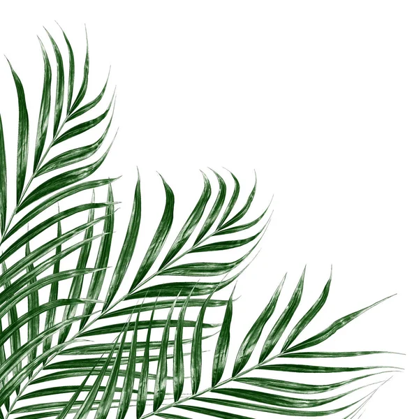 Green Leaves Palm Tree Isolated White Background — Stock Photo, Image