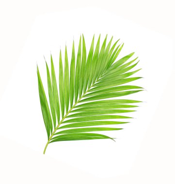 Beyaz arkaplanda izole edilmiş yeşil palmiye yaprakları