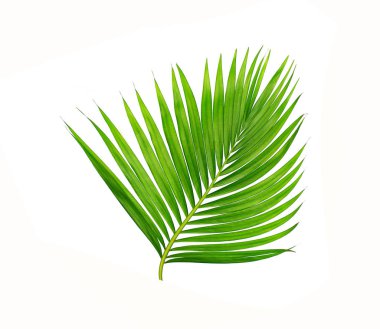 Beyaz arkaplanda izole edilmiş yeşil palmiye yaprakları