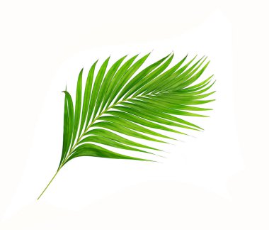 Beyaz arkaplanda izole edilmiş yeşil palmiye yaprakları