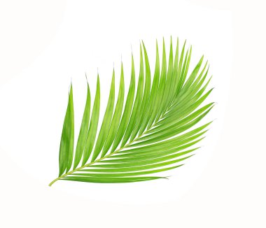 Beyaz arkaplanda izole edilmiş yeşil palmiye yaprakları