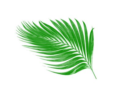 Beyaz arkaplanda izole edilmiş yeşil palmiye yaprakları
