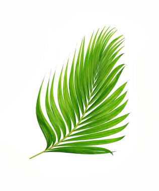 Beyaz arkaplanda izole edilmiş yeşil palmiye yaprakları