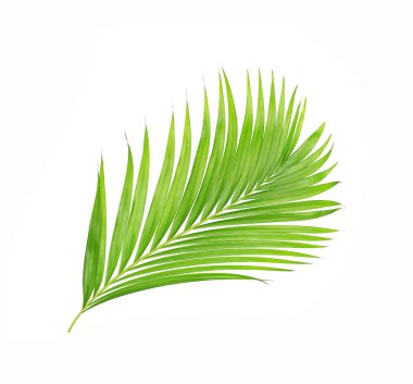 Beyaz arkaplanda izole edilmiş yeşil palmiye yaprakları