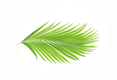 Beyaz arkaplanda izole edilmiş yeşil palmiye yaprakları