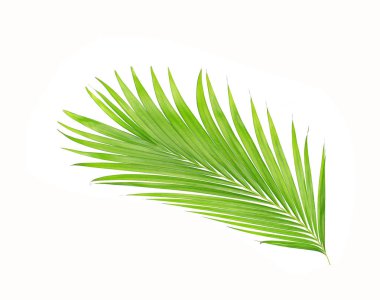 Beyaz arkaplanda izole edilmiş yeşil palmiye yaprakları