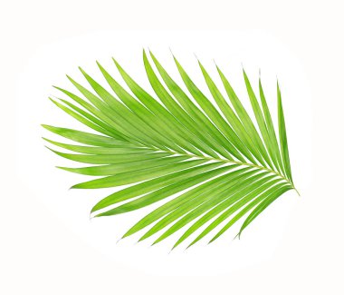Beyaz arkaplanda izole edilmiş yeşil palmiye yaprakları