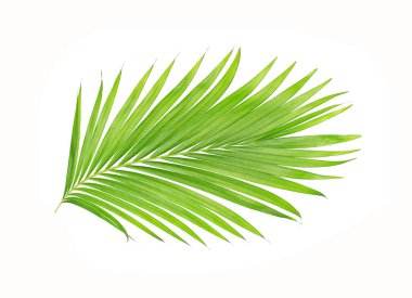 Beyaz arkaplanda izole edilmiş yeşil palmiye yaprakları