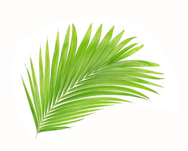 Beyaz arkaplanda izole edilmiş yeşil palmiye yaprakları
