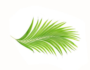 Beyaz arkaplanda izole edilmiş yeşil palmiye yaprakları