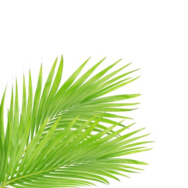 Beyaz arkaplanda izole edilmiş yeşil palmiye yaprakları