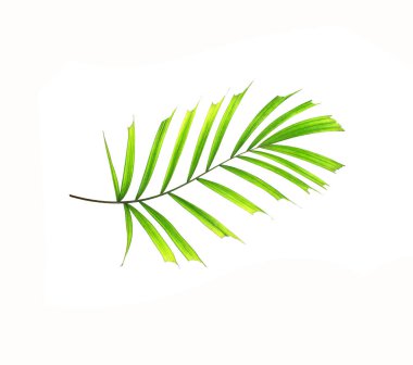 Beyaz arkaplanda izole edilmiş yeşil palmiye yaprakları