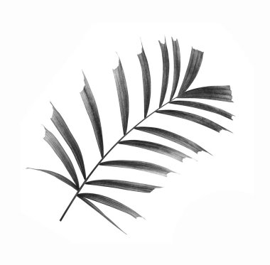 Beyaz arkaplanda izole edilmiş palmiye ağacının kara yaprağı