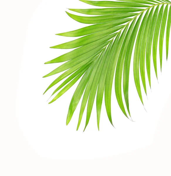 Beyaz arkaplanda izole edilmiş yeşil palmiye yaprakları