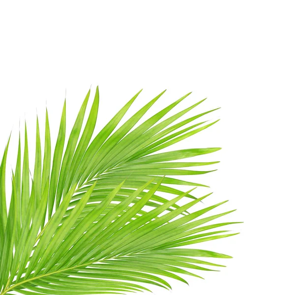 Beyaz arkaplanda izole edilmiş yeşil palmiye yaprakları