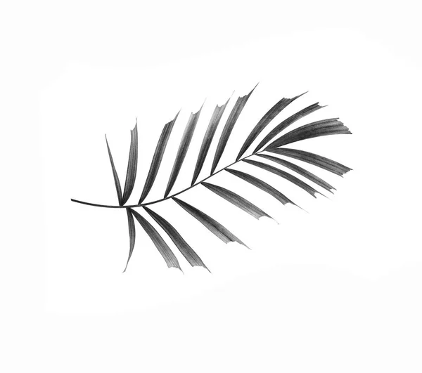 Black Leaf Palm Tree Isolated White Background — Stock Photo, Image