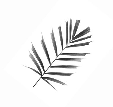 Beyaz arkaplanda izole edilmiş palmiye ağacının kara yaprağı