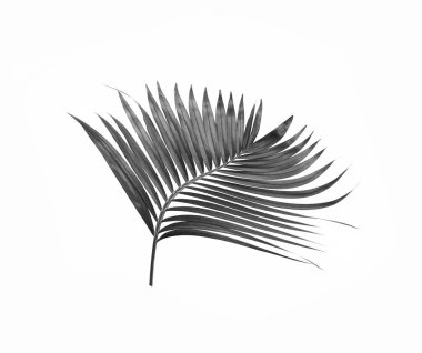 Beyaz arkaplanda izole edilmiş palmiye ağacının kara yaprağı