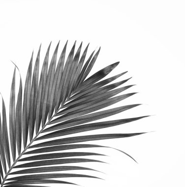 Beyaz arkaplanda izole edilmiş palmiye ağacının kara yaprağı