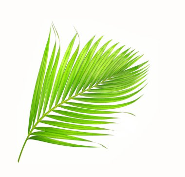 Beyaz arkaplanda izole edilmiş yeşil palmiye yaprakları