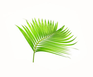 Beyaz arkaplanda izole edilmiş yeşil palmiye yaprakları