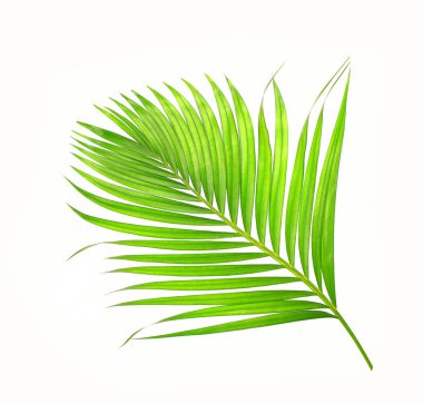 Beyaz arkaplanda izole edilmiş yeşil palmiye yaprakları