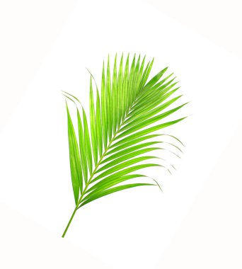 Beyaz arkaplanda izole edilmiş yeşil palmiye yaprakları