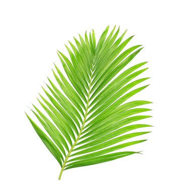 Beyaz arkaplanda izole edilmiş yeşil palmiye yaprakları