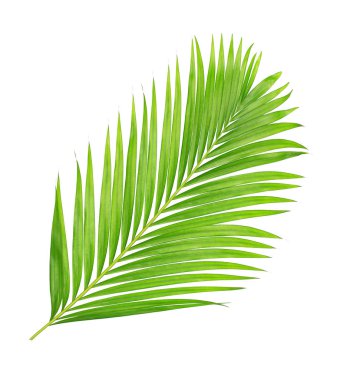 Beyaz arkaplanda izole edilmiş yeşil palmiye yaprakları