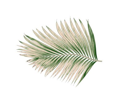 Beyaz arkaplanda izole edilmiş yeşil palmiye yaprakları