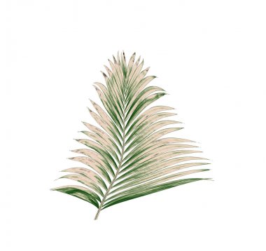 Beyaz arkaplanda izole edilmiş yeşil palmiye yaprakları