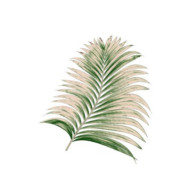 Beyaz arkaplanda izole edilmiş yeşil palmiye yaprakları
