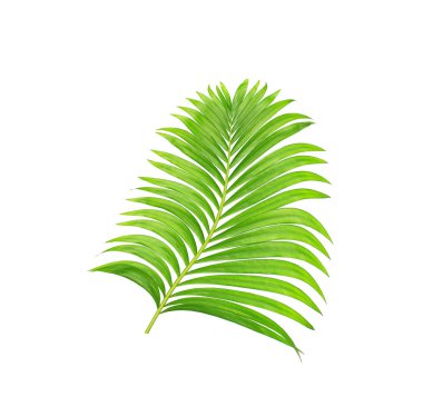 Beyaz arkaplanda izole edilmiş yeşil palmiye yaprakları