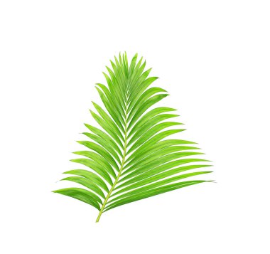Beyaz arkaplanda izole edilmiş yeşil palmiye yaprakları