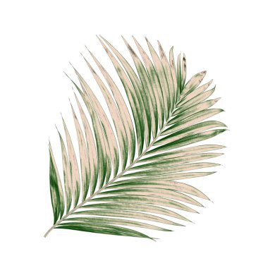 Beyaz arkaplanda izole edilmiş yeşil palmiye yaprakları
