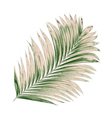 Beyaz arkaplanda izole edilmiş yeşil palmiye yaprakları