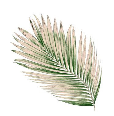 Beyaz arkaplanda izole edilmiş yeşil palmiye yaprakları