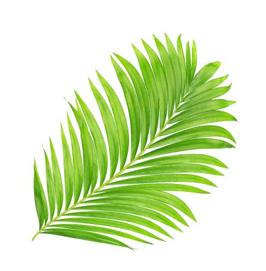 Beyaz arkaplanda izole edilmiş yeşil palmiye yaprakları