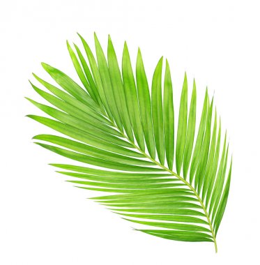 Beyaz arkaplanda izole edilmiş yeşil palmiye yaprakları