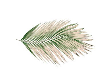 Beyaz arkaplanda izole edilmiş yeşil palmiye yaprakları