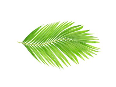 Beyaz arkaplanda izole edilmiş yeşil palmiye yaprakları