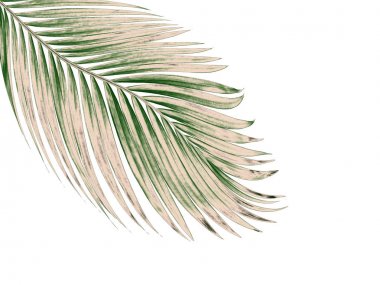 Beyaz arkaplanda izole edilmiş yeşil palmiye yaprakları