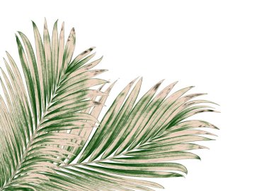 Beyaz arkaplanda izole edilmiş yeşil palmiye yaprakları
