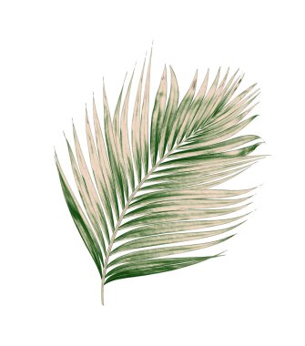 Beyaz arkaplanda izole edilmiş yeşil palmiye yaprakları
