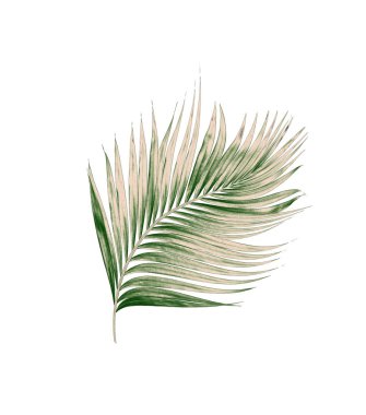 Beyaz arkaplanda izole edilmiş yeşil palmiye yaprakları