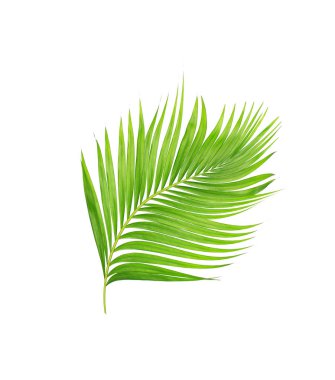 Beyaz arkaplanda izole edilmiş yeşil palmiye yaprakları