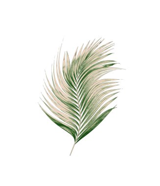 Beyaz arkaplanda izole edilmiş yeşil palmiye yaprakları