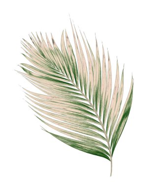 Beyaz arkaplanda izole edilmiş yeşil palmiye yaprakları
